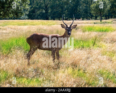 Schöne braune Rotwild auf der grünen Wiese voller Gras im Freien in einem Londoner Park Stockfoto