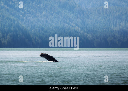 Kanada, British Columbia. Buckelwal Flipper im Knight Inlet Stockfoto
