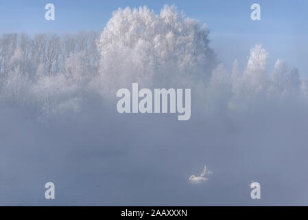 Super Winter Blick mit weißen Bäume im Raureif, Schwäne und starker Nebel auf dem See bei Sonnenaufgang in der strengen Frost. Altai, Russland Stockfoto