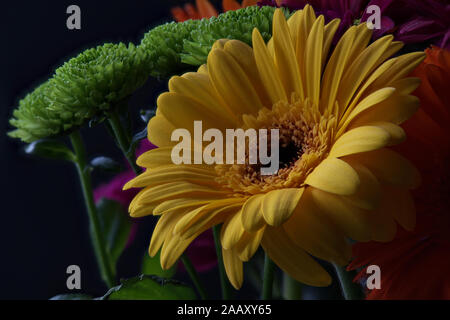 Eine Nahaufnahme einer Ringelblume Stockfoto