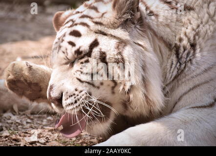 White Bengal Tiger rolling Zunge Stockfoto