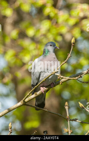 Taube (Columba oenas), sitzen auf dem Baum, Dumfries, Schottland SW Stockfoto