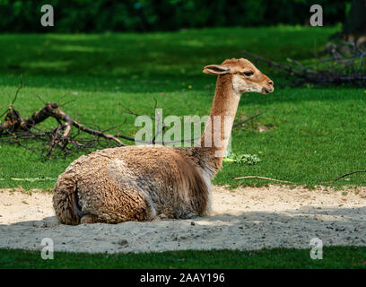 Vicunas, Vicugna Vicugna, Angehörigen der Llama Stockfoto