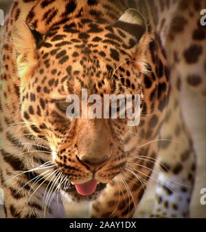 Leopard close-up Vorderseite Porträt Stockfoto