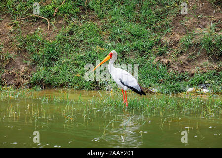 Yellow-billed Stork (mycteria Ibis) Waterside am Ufer des Kazinga Kanal von Lake Edward im Queen Elizabeth National Park, Uganda Stockfoto