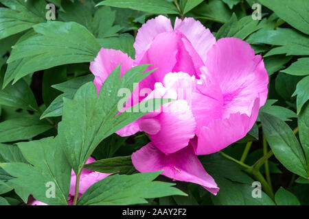 Chinesischer Baum rosa Pfingstrose Blume Paeonia x suffruticosa „Shi Yuan Bai“ Hellrosa Pfingstrose Blume Stockfoto