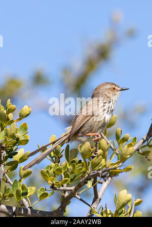 Karoo Prinia oder Gefleckt Prinia (Prinia Maculosa) auf einem Ast sitzend, Eastern Cape, Südafrika Stockfoto