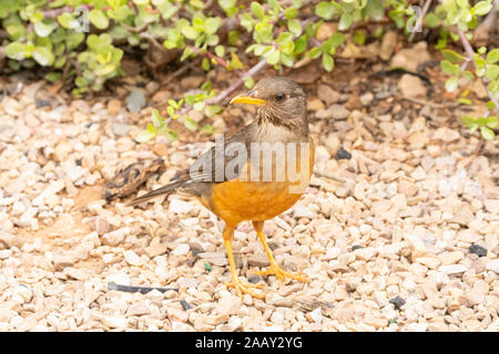 Olivenöl Thrush (Turdus Olivaceus) Nahrungssuche auf Kieselsteinen in der Nähe von Spekboom, östliches Kap, Südafrika Stockfoto