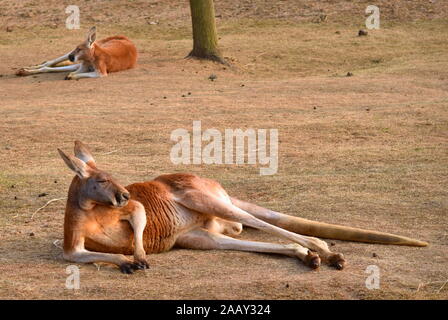 Red kangaroo nach unten auf dem Boden liegend in der Sonne entspannen Stockfoto