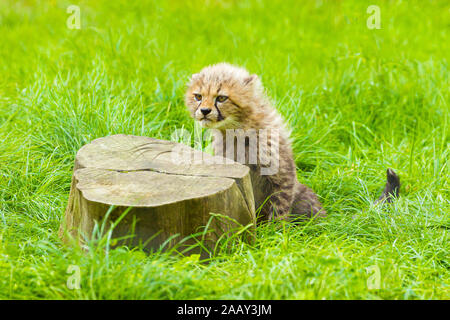 Cheetah Cub (Acinonyx jubatus), die an einem Baumstumpf Stockfoto