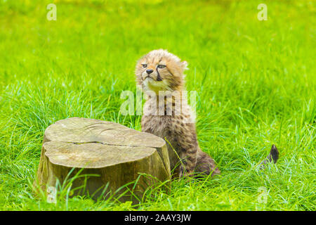 Cheetah Cub (Acinonyx jubatus), die an einem Baumstumpf Stockfoto