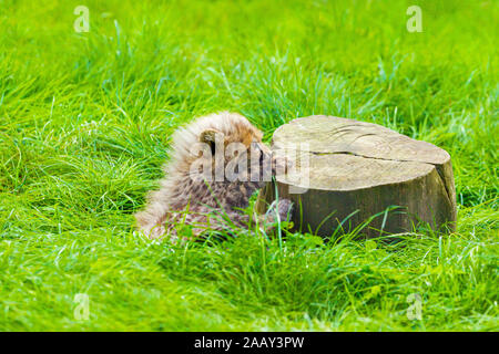 Cheetah Cub (Acinonyx jubatus), die an einem Baumstumpf Stockfoto