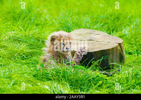 Cheetah Cub (Acinonyx jubatus), die an einem Baumstumpf Stockfoto