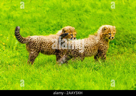 Zwei Jungen Geparden (Acinonyx jubatus) zusammen Stockfoto