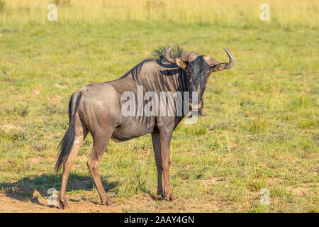 Streifengnu (connochaetes Taurinus) der Blick in die Kamera im Grünland, Pilanesberg Nationalpark, Südafrika. Stockfoto