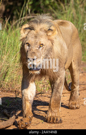 Männliche Löwe (Panthera leo leo) laufen für andere Lions, Pilanesberg Nationalpark, Südafrika. Stockfoto