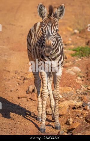 Kleine Zebras (Equus Burchelli) auf der Straße, Pilanesberg Nationalpark, Südafrika. Stockfoto