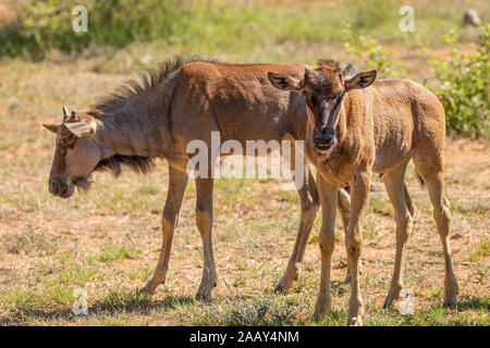 Gnus oder Gnu (connochaetes Taurinus) neugeborenes Kalb, Pilanesberg Nationalpark, Südafrika. Stockfoto