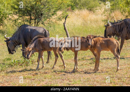 Eine Herde von Blue Wildebeest mit Neugeborenen (connochaetes Taurinus) Beweidung, Pilanesberg National Park, Südafrika. Stockfoto