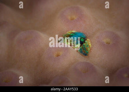 Kleine Koralle Gall Crab (Pseudocryptochirus viridis), Größe 3 bis 4 mm. Unterwasser Makrofotografie von Anilao, Philippinen Stockfoto