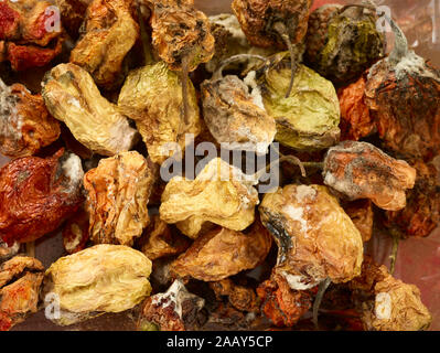 Getrocknete Scotch Bonnet peppers Still-life Food Fotografie Stockfoto