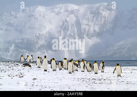 Koenigspinguine - Suedgeorgien - Antarktis Stockfoto