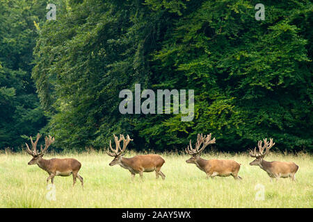 Rothirsch-Rudel ziehend in der Wiese am Waldrand Daenemark Stockfoto