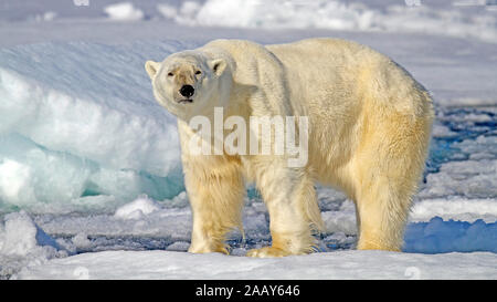 Eisbaer Auf Spitzbergen Stockfoto