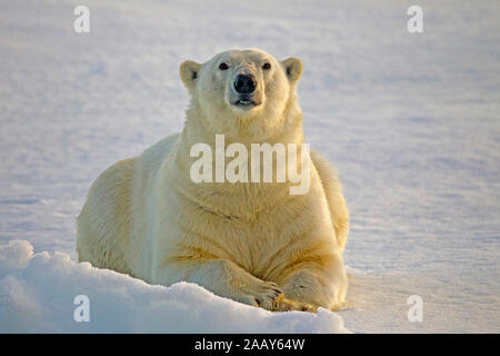 Eisbaer Auf Spitzbergen Stockfoto