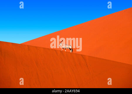 Oryx-Gazelle - Namibia Stockfoto