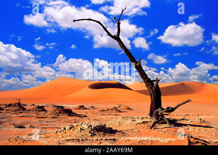 Abgestorbener Baum im Dead Vlei Stockfoto