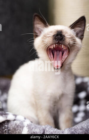 Siam Kätzchen mäht, öffnet seinen Mund weit. Stockfoto