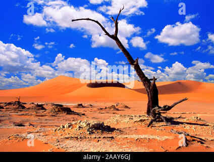 Abgestorbener Baum im Dead Vlei Stockfoto