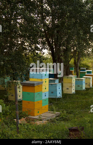 Bienenstock in bunten Holzkisten unter den Bäumen in Holz. Ländliche Gegend. Bienen züchten. Stockfoto