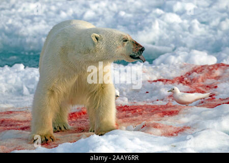 Eisbaer mit Beute, Spitzbergen Stockfoto