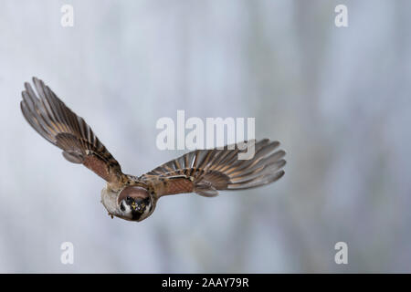 Feldspatz, Flug, fliegend, Flugbild, Feld-Spatz, Feldsperling, Feld-Sperling, Spatz, Spatzen, Sperling, Passer montanus, feldsperling, Sperber, Flug Stockfoto