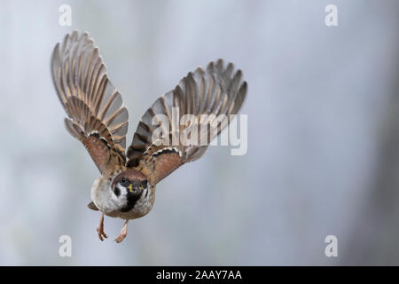 Feldspatz, Flug, fliegend, Flugbild, Feld-Spatz, Feldsperling, Feld-Sperling, Spatz, Spatzen, Sperling, Passer montanus, feldsperling, Sperber, Flug Stockfoto