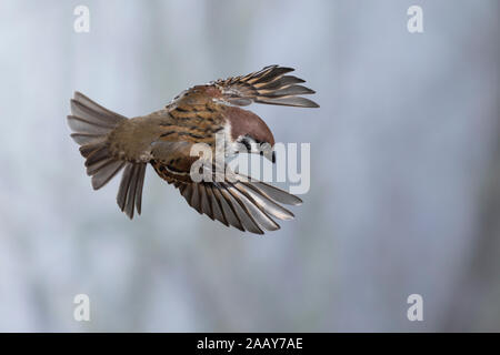 Feldspatz, Flug, fliegend, Flugbild, Feld-Spatz, Feldsperling, Feld-Sperling, Spatz, Spatzen, Sperling, Passer montanus, feldsperling, Sperber, Flug Stockfoto