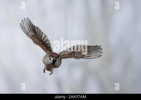 Feldspatz, Flug, fliegend, Flugbild, Feld-Spatz, Feldsperling, Feld-Sperling, Spatz, Spatzen, Sperling, Passer montanus, feldsperling, Sperber, Flug Stockfoto