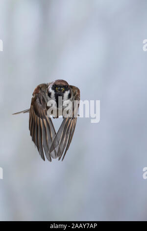 Feldspatz, Flug, fliegend, Flugbild, Feld-Spatz, Feldsperling, Feld-Sperling, Spatz, Spatzen, Sperling, Passer montanus, feldsperling, Sperber, Flug Stockfoto