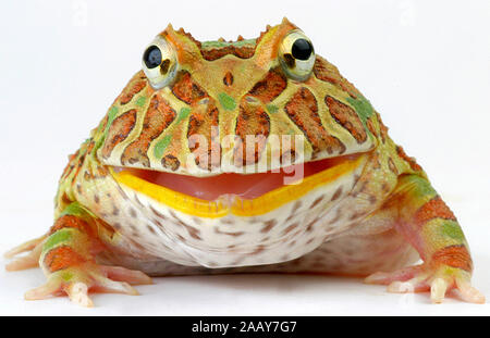 Schmuck-Hornfrosch Hornfrosch Schmuckhornfrosch,,, (Ceratophrys cranwelli Ceratophrys ornata), Stockfoto