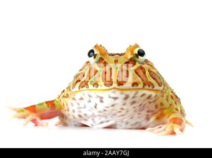 Schmuckhornfrosch (Ceratophrys ornata), Portraet, Freisteller. | Argentinische horned Frog, Pacman frog (Ceratophrys ornata), Porträt, ausgeschnitten. | BLW Stockfoto