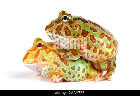 Schmuck-Hornfrosch (Ceratophrys ornata), Paar aufeinander hockend. | Argentinische horned Frog, pacman Frog, nightcrawler, night Crawler, reich verzierten Gehörnten fr Stockfoto
