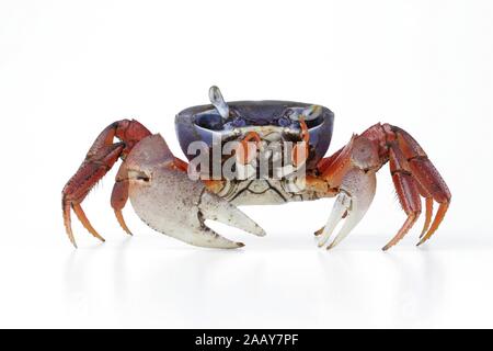 Harlekinkrabbe, Harlekin-Krabbe, Afrikanische Landkrabbe, Dreifarbenkrabbe, Blaue Nigeriakrabbe (Cardisoma armatum). | rainbow Krabben, West African Regen Stockfoto