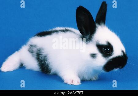 Haus-Kaninchen, Hauskaninchen (Oryctolagus cuniculus f. domestica) | Hauskaninchen (Oryctolagus cuniculus f. domestica) | BLWS 019672.jpg [(c) Blick Stockfoto