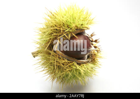 Esskastanie, Edelkastanie, echte, essbare Kastanie, Marone, Maroni Kastanie (Castanea sativa), Nuesse und Kapsel | Edelkastanie (Castanea sativa), n Stockfoto