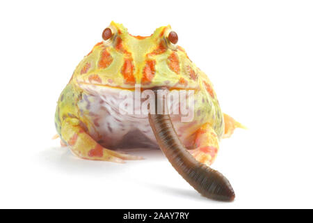 Schmuckhornfrosch (Ceratophrys ornata, Lumbricus terrestris), verschlingt einen Regenwurrm oder Tauwurm, Serie 9 von 10. | Argentinische horned Frog, pacm Stockfoto