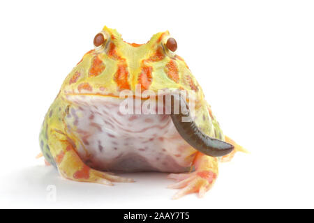 Schmuckhornfrosch (Ceratophrys ornata, Lumbricus terrestris), verschlingt einen Regenwurrm oder Tauwurm, Serie 10 von 10. | Argentinische horned Frog, Pac Stockfoto