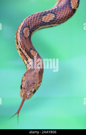 Kornnatter (elaphe Guttata) | corn snake (elaphe Guttata) | BLWS 027829.jpg [(c) Blickwinkel/fotototo Tel. +49 (0)2302-2793220, E-mail: info@blickwink Stockfoto
