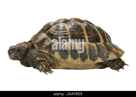 Boettgers Landschildkroete Landschildkroete, griechischen (Testudo hermanni boettgeri), Seitenansicht | Hermanns Schildkröte, griechische Schildkröte, Boettgers zu Stockfoto